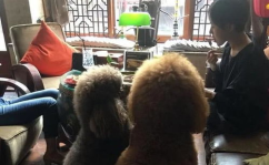 巨型贵宾犬吸引小姐姐吗,轻松吸引小姐姐青睐