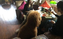 巨型贵宾犬吸引小姐姐吗,轻松吸引小姐姐青睐