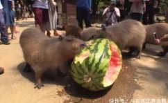 中青十二将之芳华X档案-搜狐体育，比特币今日行情价值若何？（最新比特币行情动静）-美女壁纸第1613期—杨幂