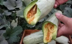 吃瓜怀孕网红,吃瓜群众围观孕期热点事件