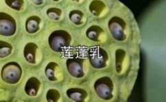 莲蓬乳是啥,罕见疾病与网络恶搞的交织