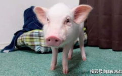 网红小猪吃瓜,小猪瓜瓜的环保启示录