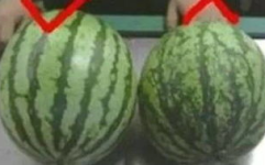 发黄的吃瓜网,网络舆论场中的“黄瓜”现象