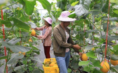 网红吃瓜社区,网红社区里的博洋9号与红岘西瓜甜蜜风暴