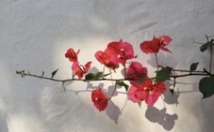 一生平安吉祥风景图片,美好时光永相伴”