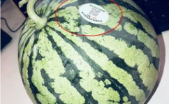 网红怀孕吃瓜,揭秘娱乐圈的“怀孕瓜”背后真相