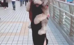 巨型贵宾犬吸引小姐姐吗,轻松吸引小姐姐青睐