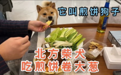 煎饼狗子吃瓜网,揭秘网络热点的趣味解读与深度剖析